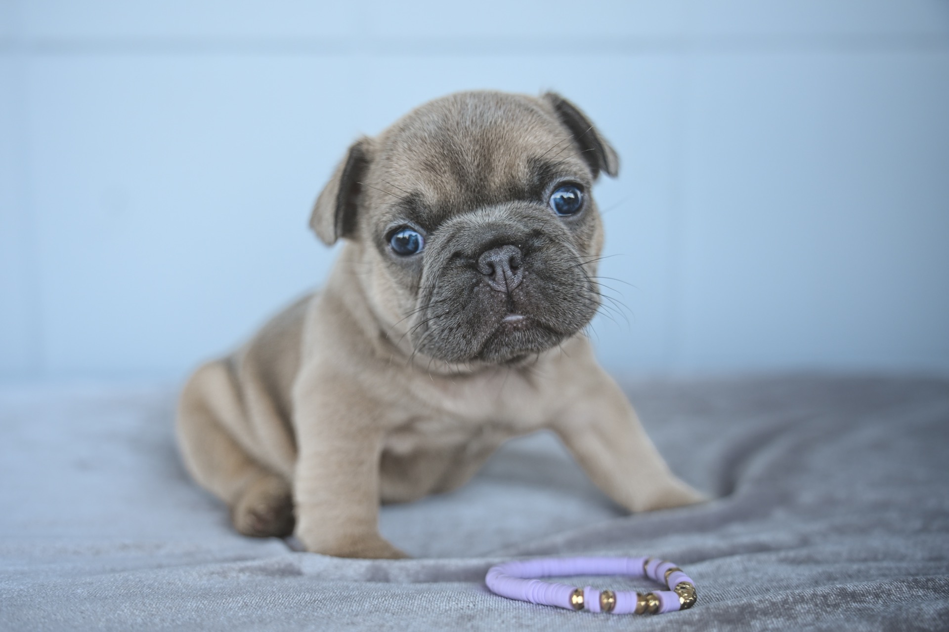 Litter 8-2-2026_Male French Bulldog Puppy_1
