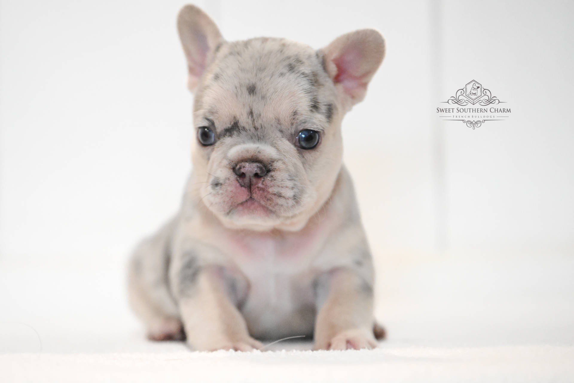Merle Female French Bulldog Puppy - Annabelle Lux Litter 11-18-25