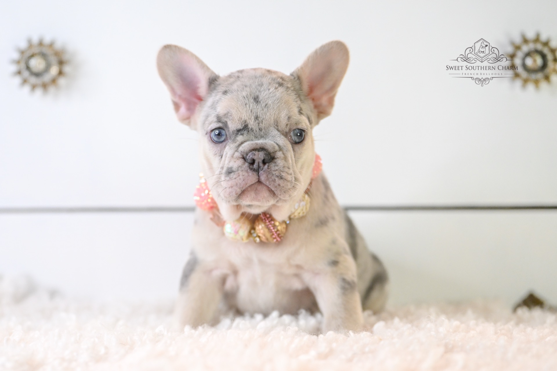 Merle Female French Bulldog Puppy - Annabelle Lux Litter 11-18-25_3