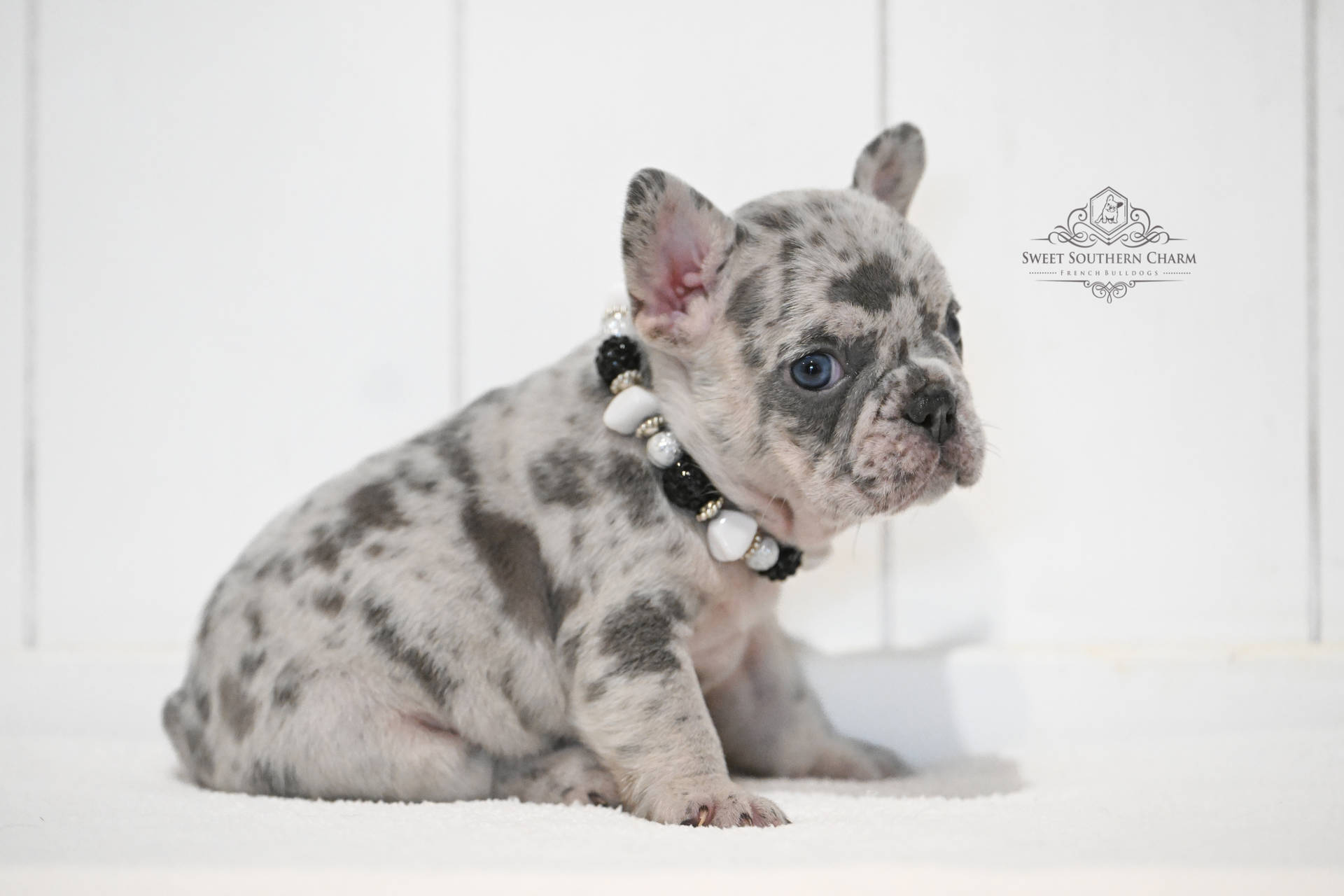Merle Male French Bulldog Puppy - Annabelle Lux Litter 11-18-25