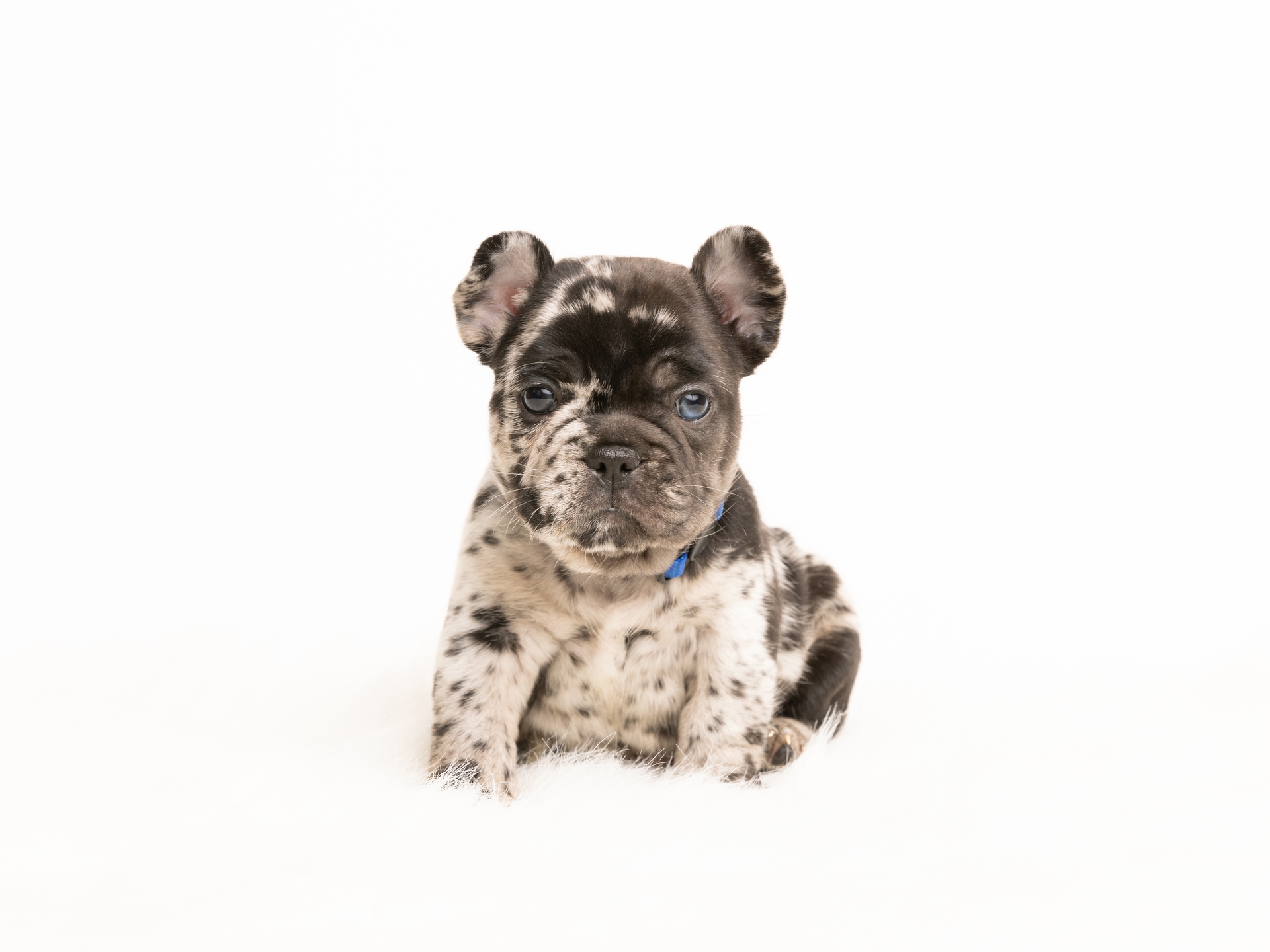 Merle Male French Bulldog Puppy - DOB 12-14-24_3