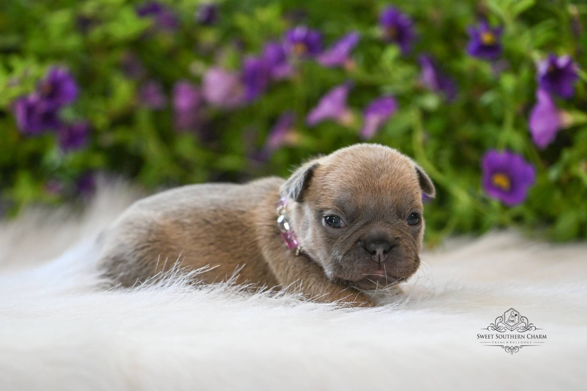 Peanut Butter & Nikki Litter 4-24-26 - French Bulldog Puppies in Alabama - Lilac Fawn Female