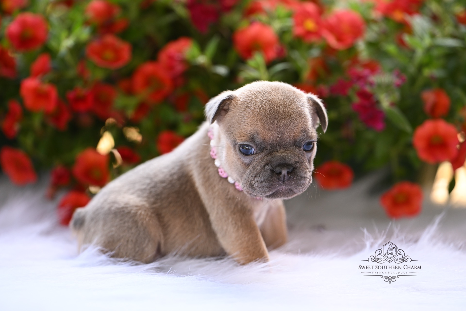 Peanut Butter & Nikki Litter 4-24-26 - French Bulldog Puppies in Alabama - Lilac Fawn Female_2