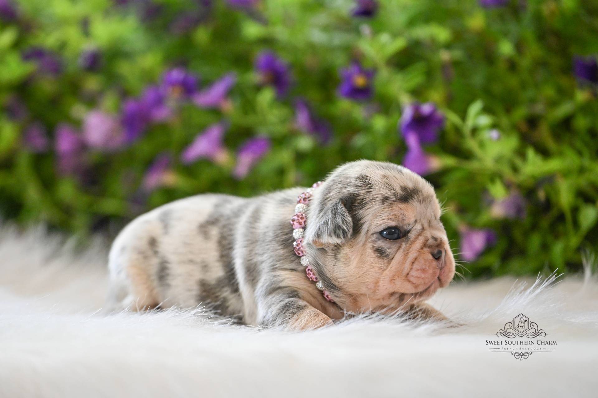 Peanut Butter & Nikki Litter 4-24-26 - French Bulldog Puppies in Alabama - Merle Female-2