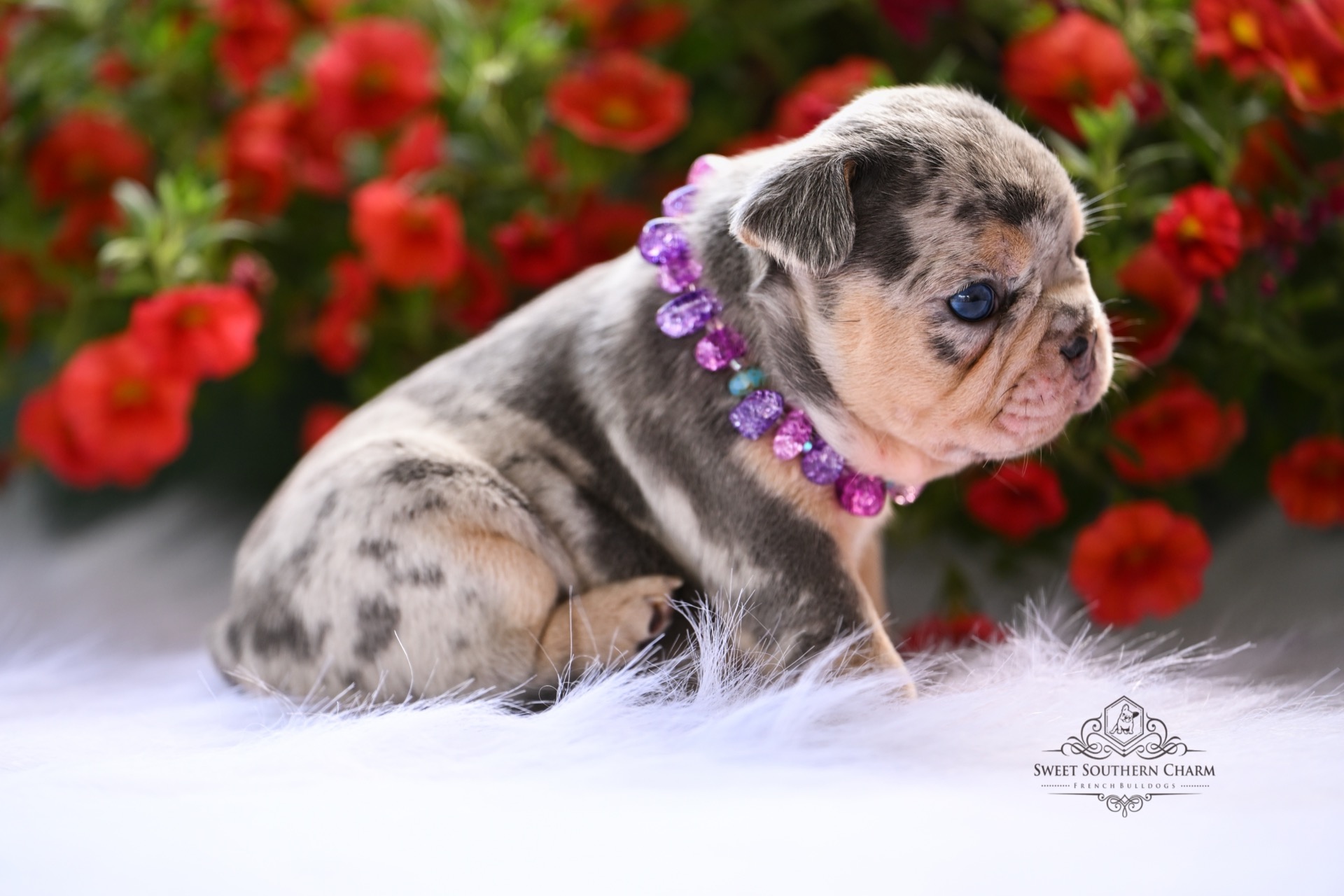 Peanut Butter & Nikki Litter 4-24-26 - French Bulldog Puppies in Alabama - Merle Female-2_2