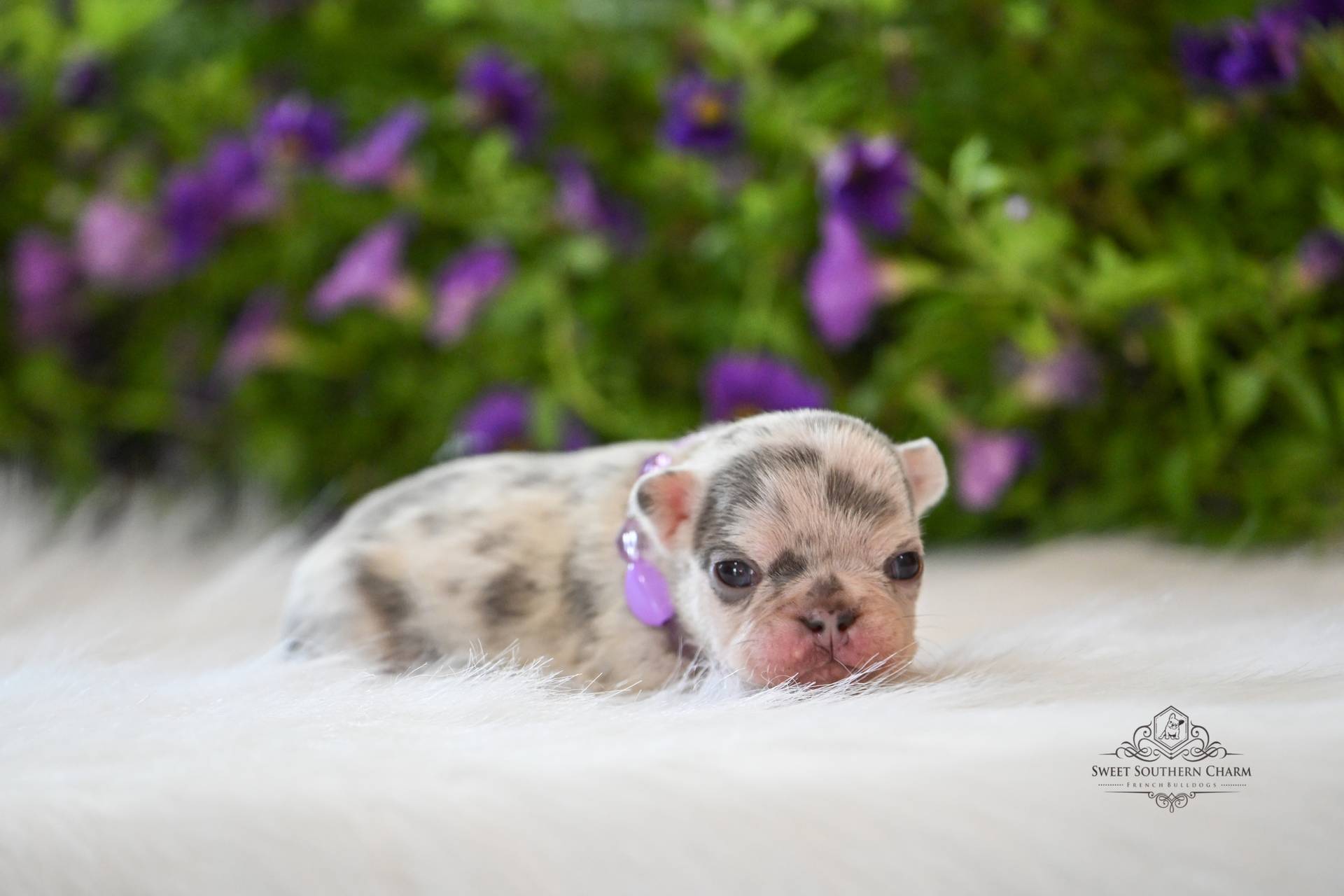 Peanut Butter & Nikki Litter 4-24-26 - French Bulldog Puppies in Alabama - Merle Female