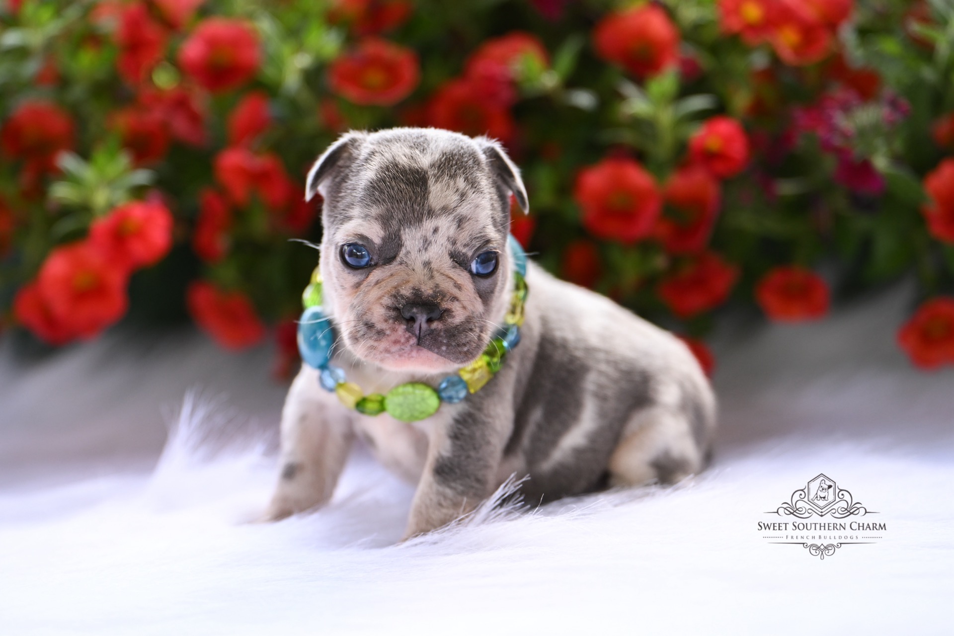 Peanut Butter & Nikki Litter 4-24-26 - French Bulldog Puppies in Alabama - Merle Female_2