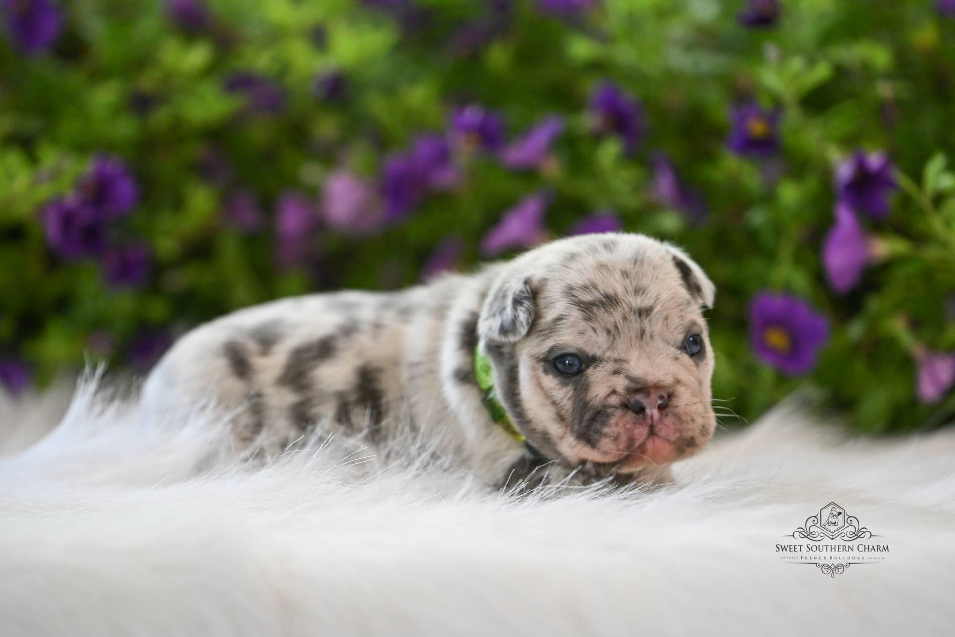 Peanut Butter & Nikki Litter 4-24-26 - French Bulldog Puppies in Alabama - Merle Male-2 - RESERVED