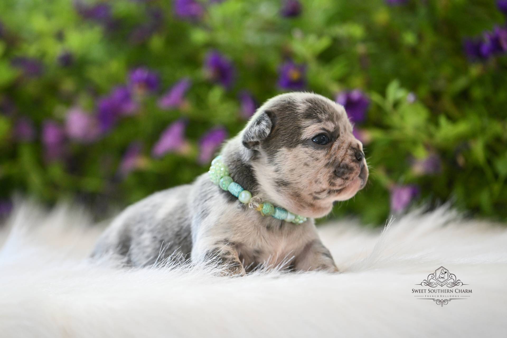 Peanut Butter & Nikki Litter 4-24-26 - French Bulldog Puppies in Alabama - Merle Male