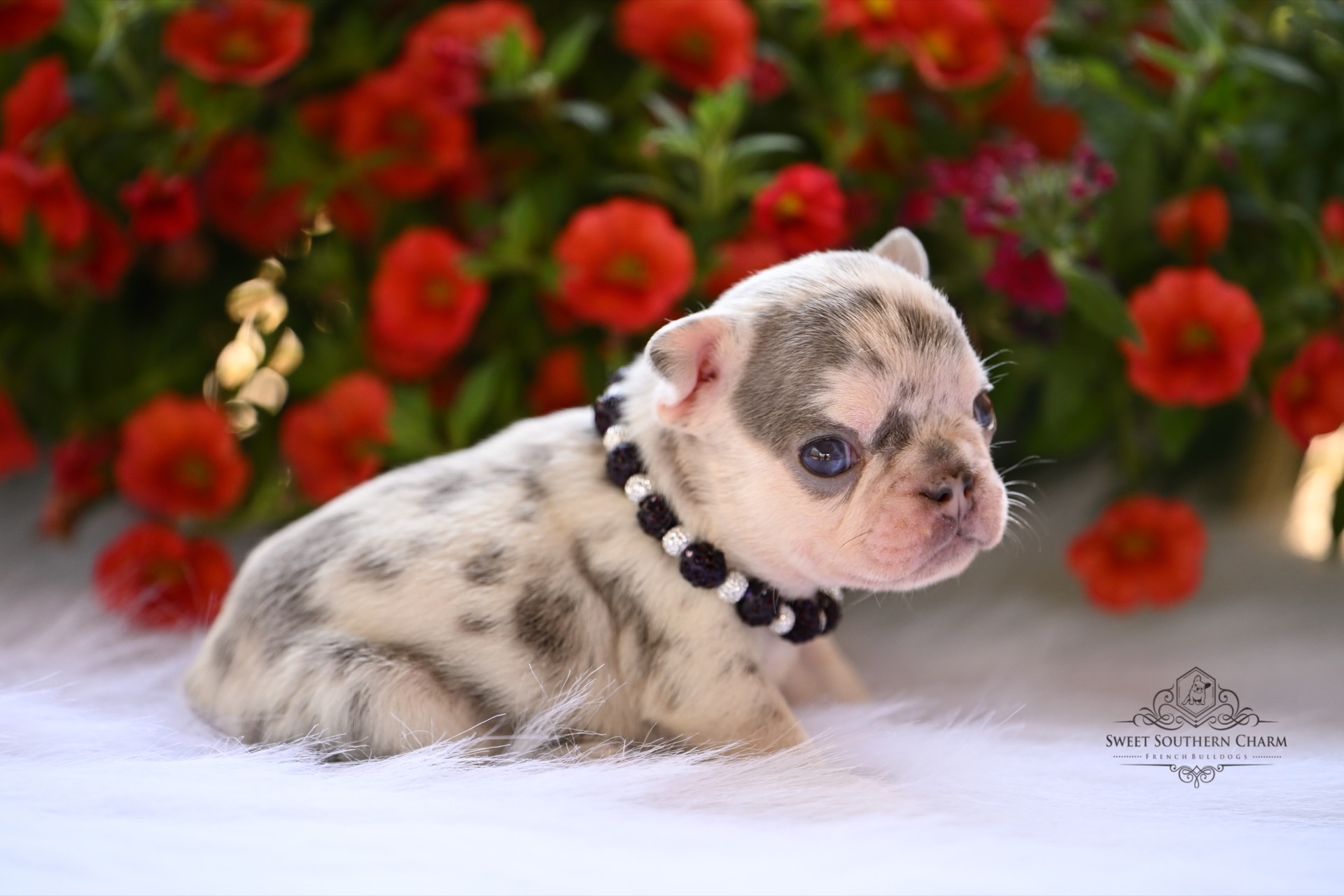 Peanut Butter & Nikki Litter 4-24-26 - French Bulldog Puppies in Alabama - Merle Male_2