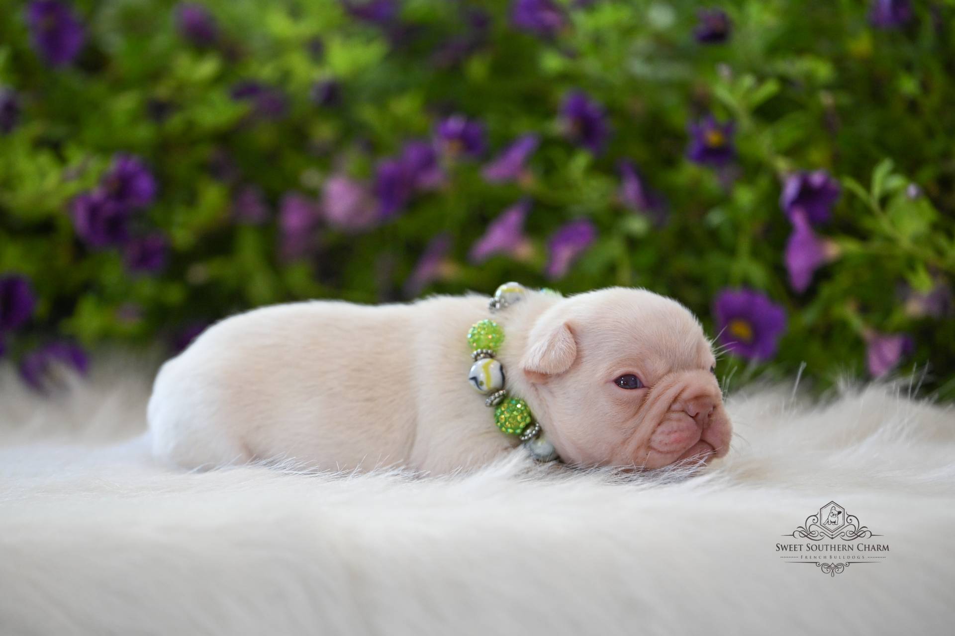 Peanut Butter & Nikki Litter 4-24-26 - French Bulldog Puppies in Alabama - Platinum Male - RESERVED