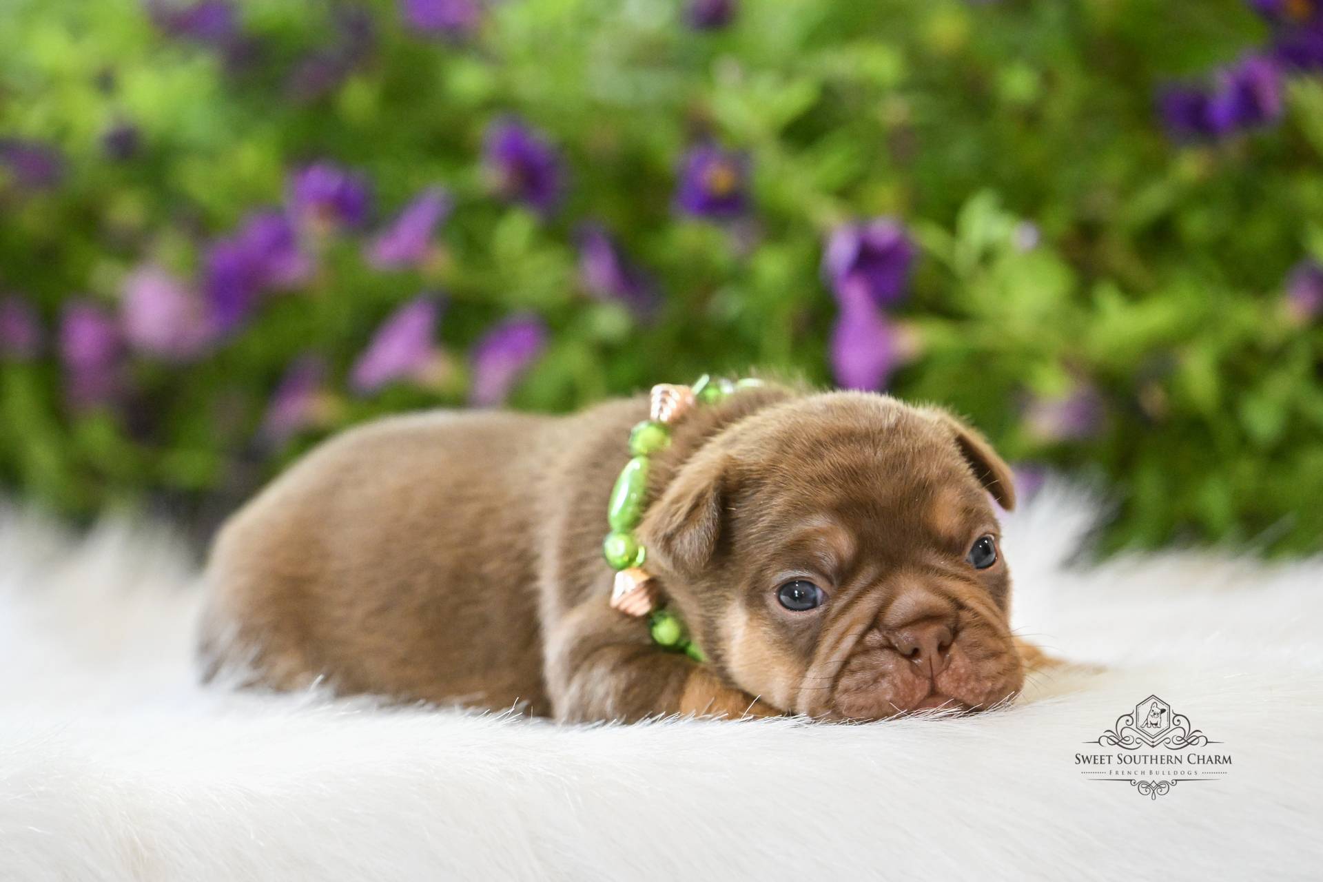 Peanut Butter & Nikki Litter 4-24-26 - French Bulldog Puppies in Alabama - Rojo Male