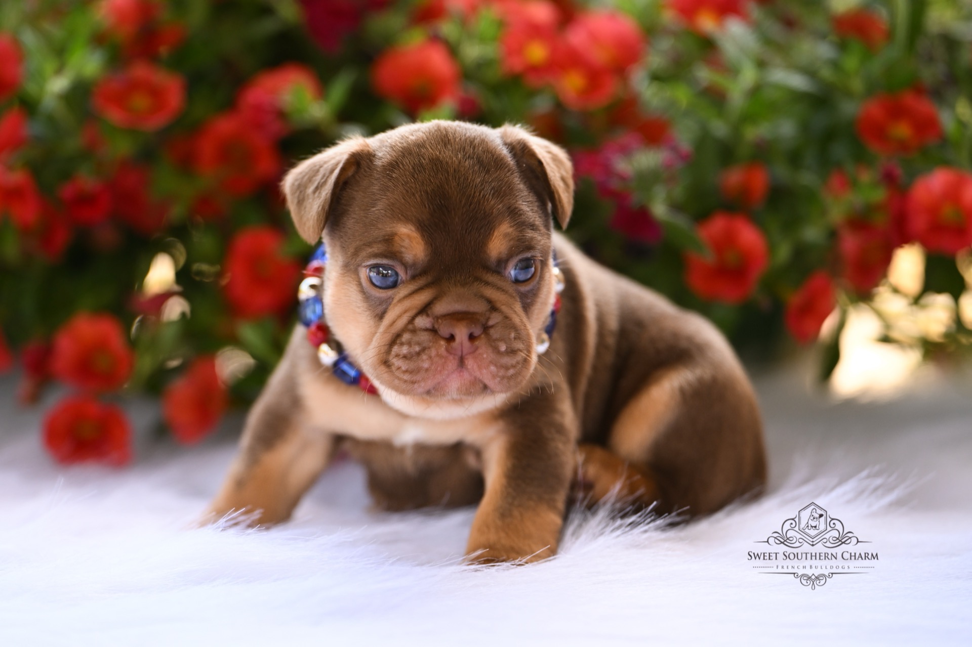 Peanut Butter & Nikki Litter 4-24-26 - French Bulldog Puppies in Alabama - Rojo Male_2