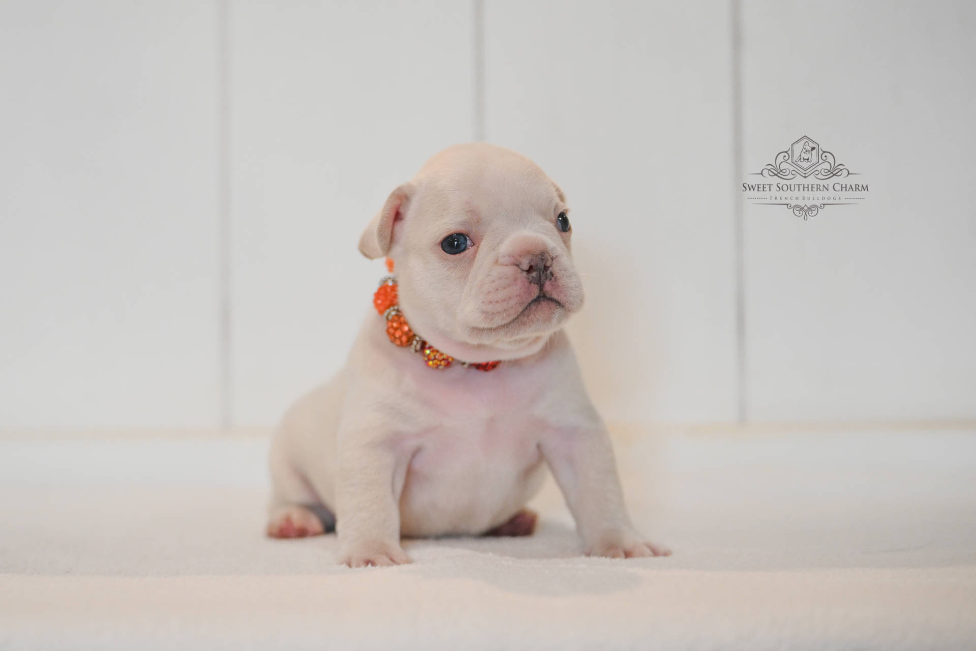 Platinum Male 2 French Bulldog Puppy_Litter 11-11-25