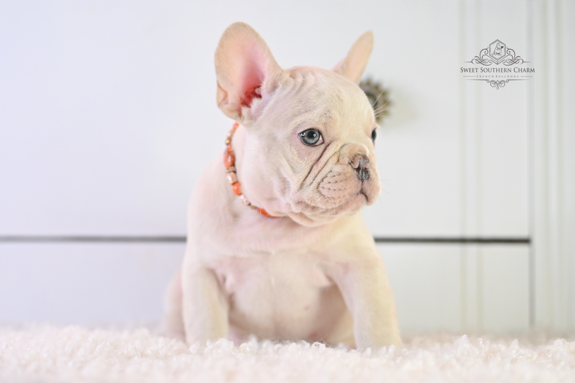 Platinum Male 2 French Bulldog Puppy_Litter 11-11-25_4