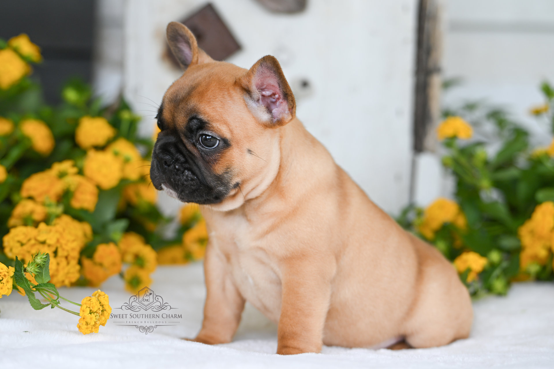 Red Fawn Male French Bulldog Puppy 2 - Litter 3-24-25_3