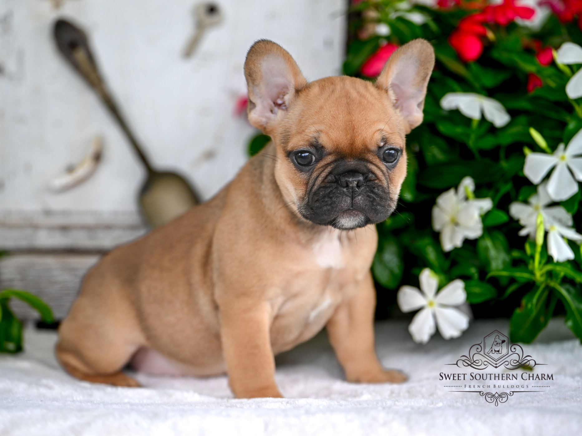 Red Fawn Sable Female French Bulldog Puppy 4 - Litter 4-3-25