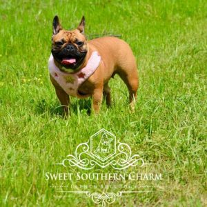 Ruby - Mother - French Bulldog - Sweet Southern Charm French Bulldogs - 03