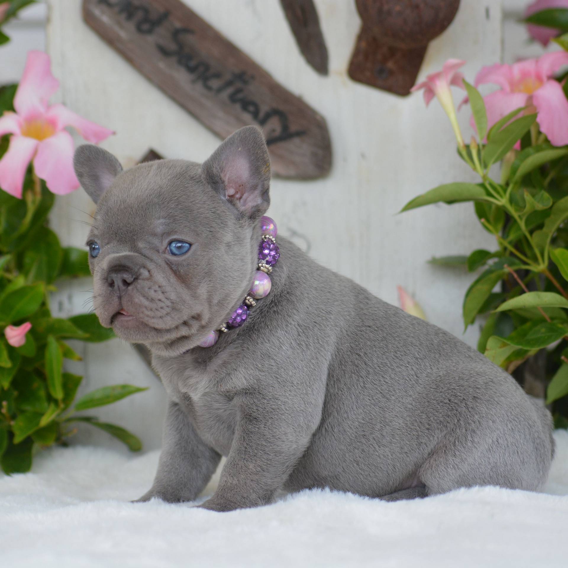 Solid Lilac Female French Bulldog Puppy_July 30 2024