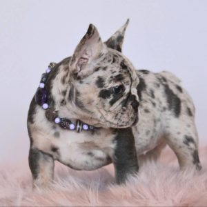 Sweet Southern Charm - French Bulldog Puppies Breeder in Alabama 01