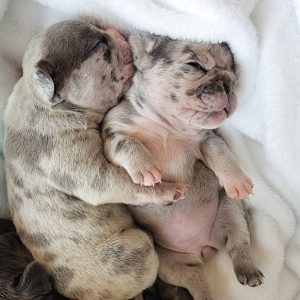 Sweet Southern Charm - French Bulldog Puppies Breeder in Alabama 02