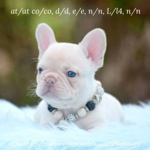 Sweet Southern Charm - French Bulldog Puppies Breeder in Alabama 03