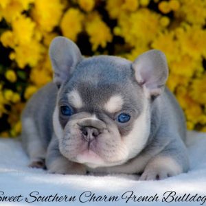 Sweet Southern Charm - French Bulldog Puppies Breeder in Alabama 04