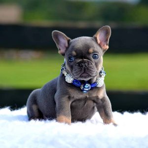 Sweet Southern Charm - French Bulldog Puppies Breeder in Alabama 06
