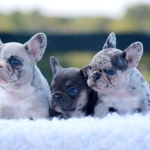 Sweet Southern Charm - French Bulldog Puppies Breeder in Alabama 07