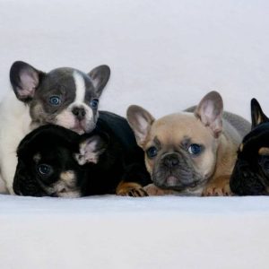Sweet Southern Charm - French Bulldog Puppies Breeder in Alabama 10