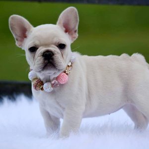 Sweet Southern Charm - French Bulldog Puppies Breeder in Alabama 11