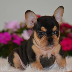 Sweet Southern Charm - French Bulldog Puppies Breeder in Alabama 12