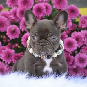 Sweet Southern Charm - French Bulldog Puppies Breeder in Alabama 13