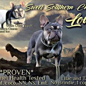Sweet Southern Charm - French Bulldog Puppies Breeder in Alabama 16