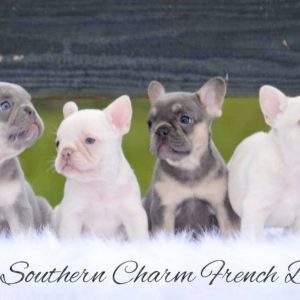 Sweet Southern Charm - French Bulldog Puppies Breeder in Alabama 17
