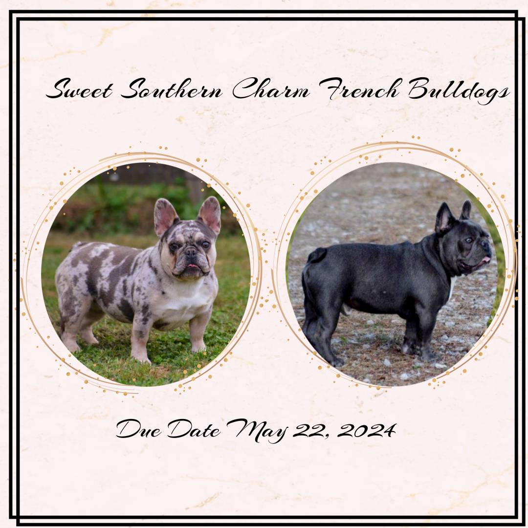 Sweet Southern Charm French Bulldogs - Litter 2 - May 22 2024
