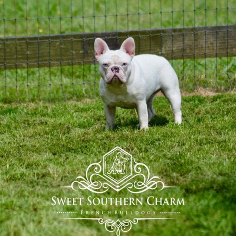 Ice - Mother - French Bulldog - Sweet Southern Charm French Bulldogs - 05