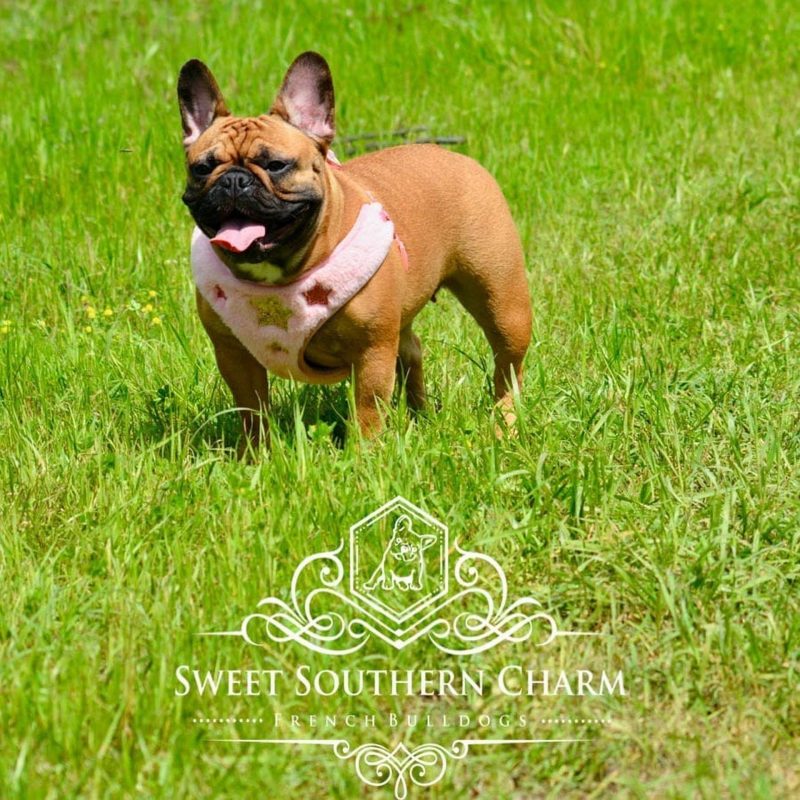 Ruby - Mother - French Bulldog - Sweet Southern Charm French Bulldogs - 01