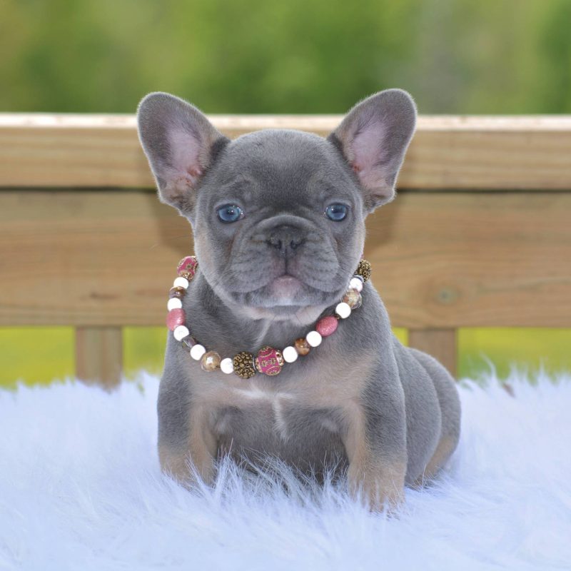 Sweet Southern Charm French Bulldogs – Official Website for Sweet ...